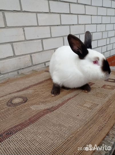 Племенные кролики 