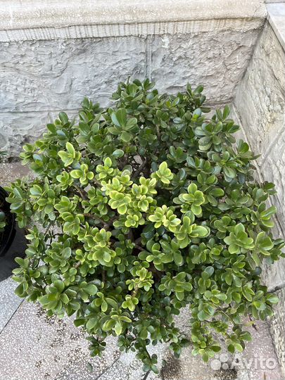 Толстянка денежное дерево