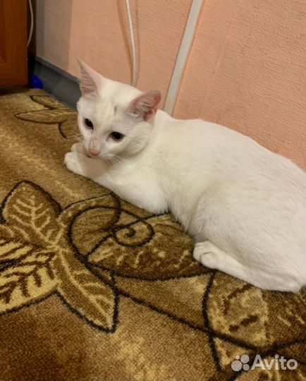 Пропадает котик