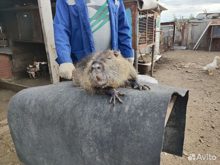 Продажа нутрии