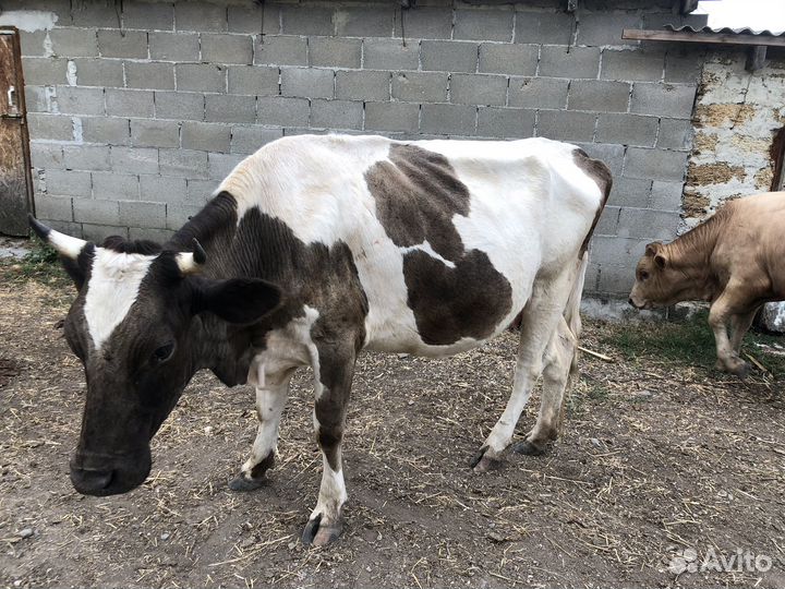 Коровы стельные