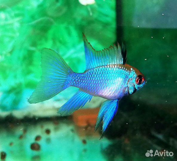 Аквариумные рыбки