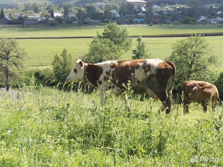 Корова дойная с теленком