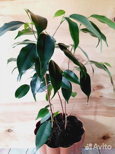 H-40см. Фикус бенджамина + пластм.горшок