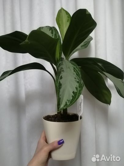 Аглаонема Сильвер бей