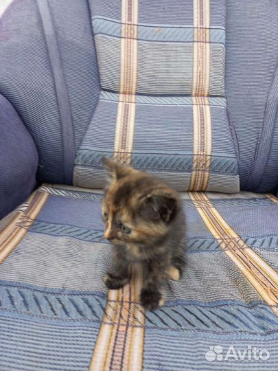 Котята 1.5мес