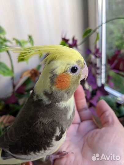 Попугай корелла птенец