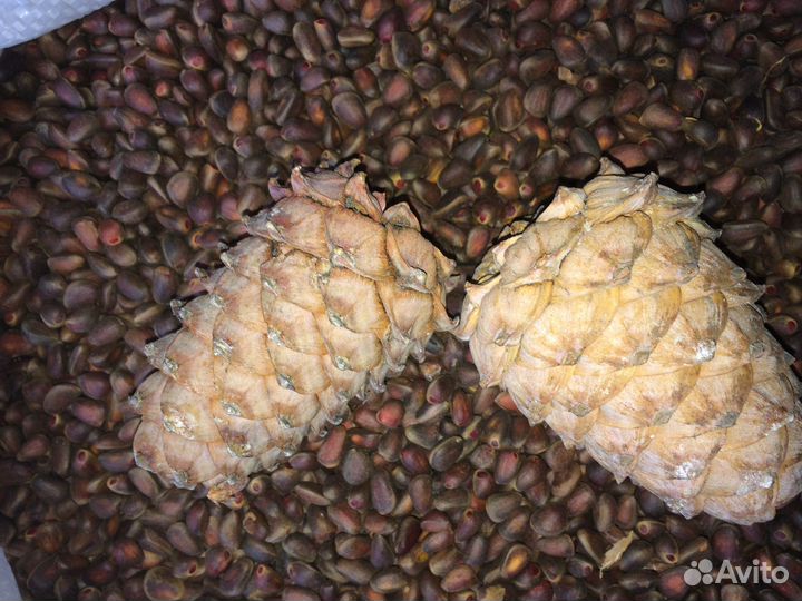 Брусника,Клюква,Облепиха,Кедровый орех