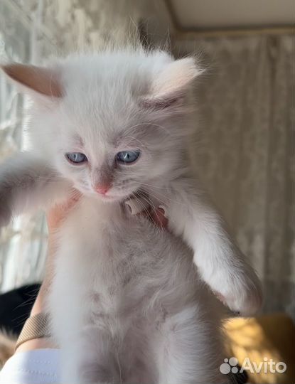 Котенок