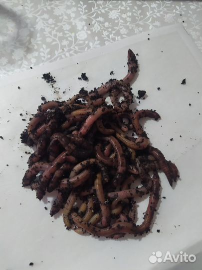 Набор червей Дендробена для вермифермы