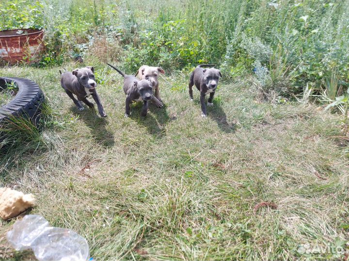 Щенки питбультерьера