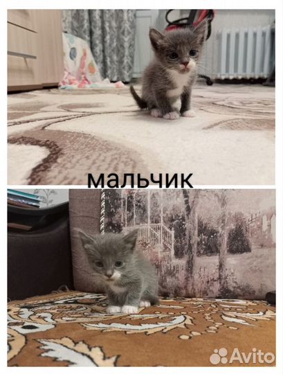 Котята