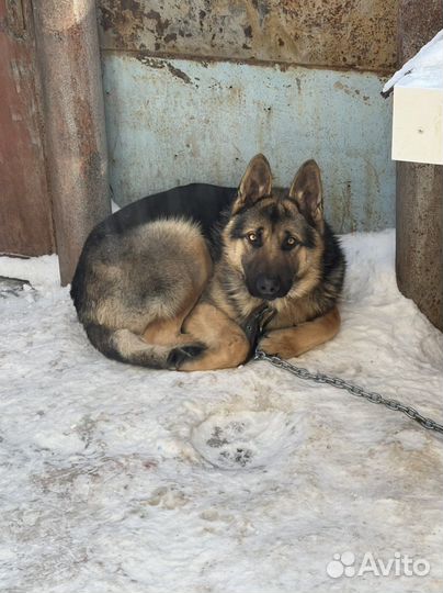 Немецкая овчарка