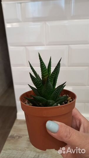 Домашние цветы