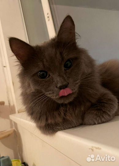 Майкл ищет дом