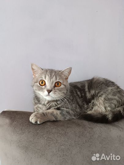 Славные котята