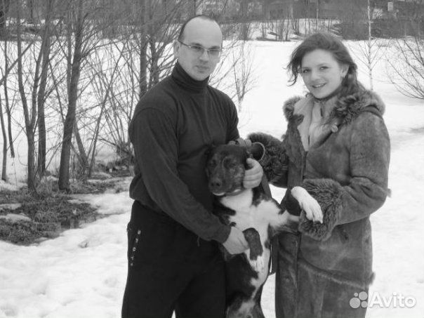 Дрессировка собак, коррекция поведения