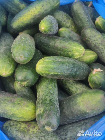 Огурцы домашние