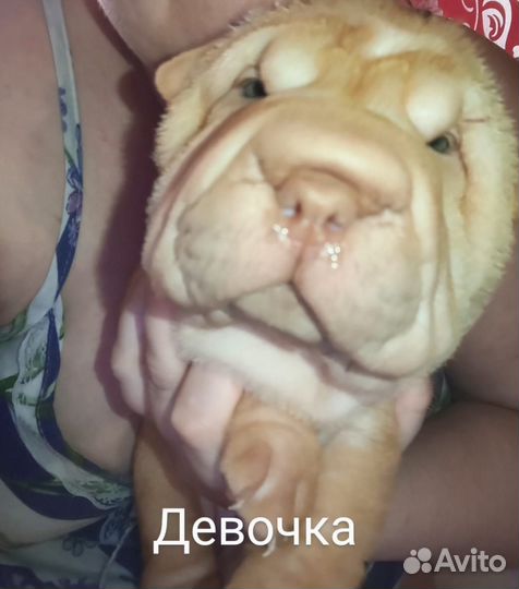Щенки шарпей