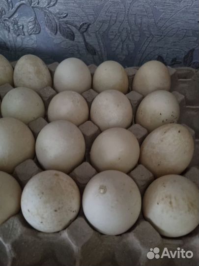 Яйца утиные