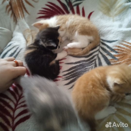 Отдам в добрые руки котят