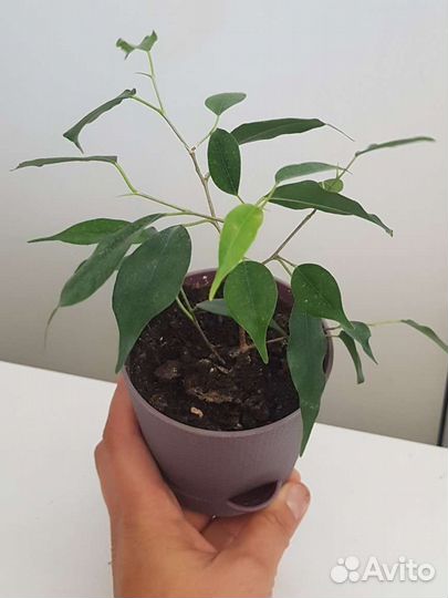 Фикус бенджамина