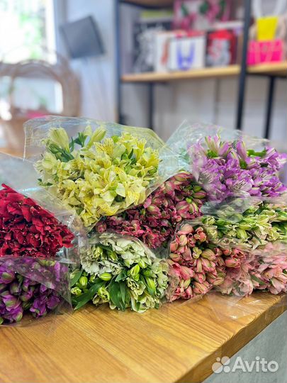 Цветы:Альстромерии