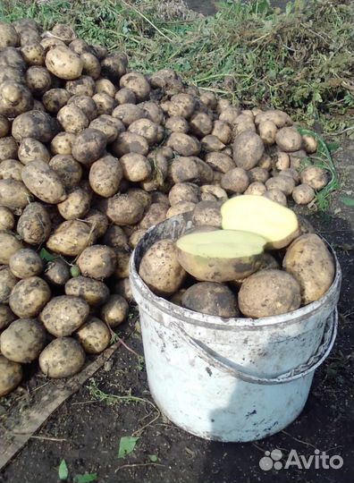 Продам картофель