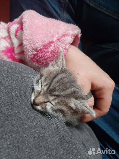 Котёнок в добрые руки