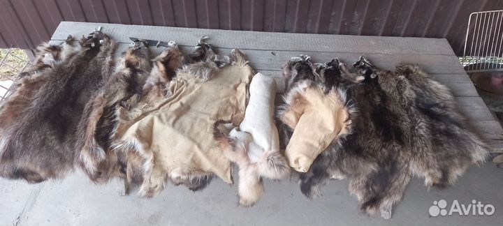 Продаются шкуры енота