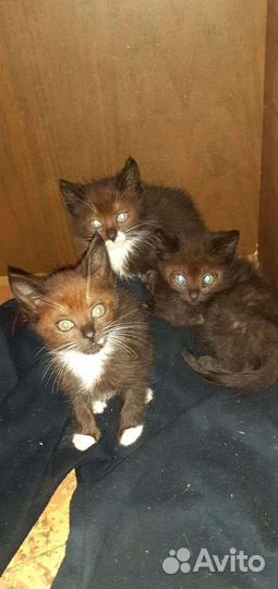 Котята в добрые руки бесплатно