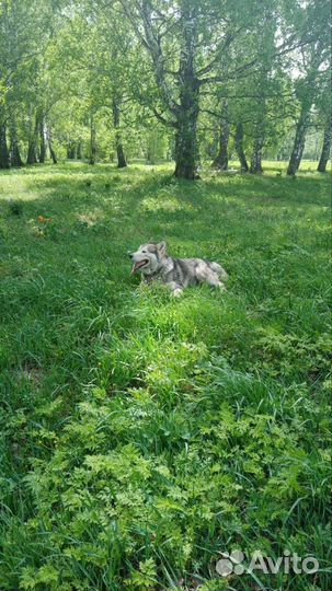 Собака в добрые руки отдам бесплатно