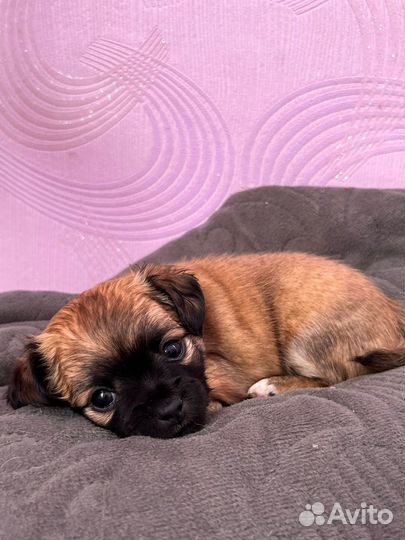 Щенки чихуахуа