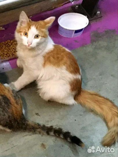 Котенок 3,5 мес