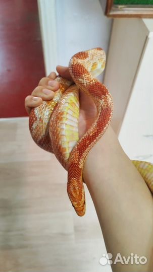 Змея маисовый полоз с террариумом