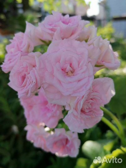 Пеларгония Rococo