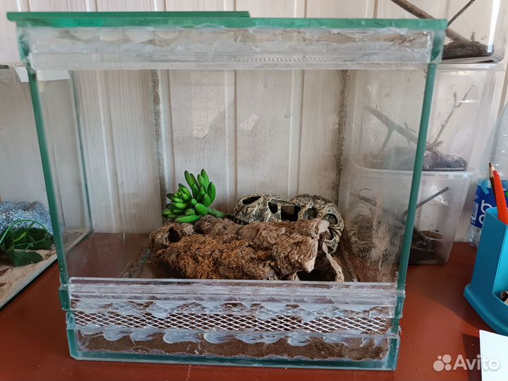 Террариум для паука