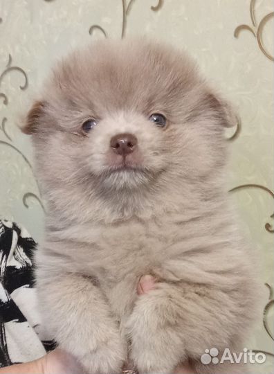 Щенки шпица