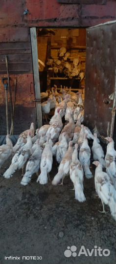 Индюки индюшата