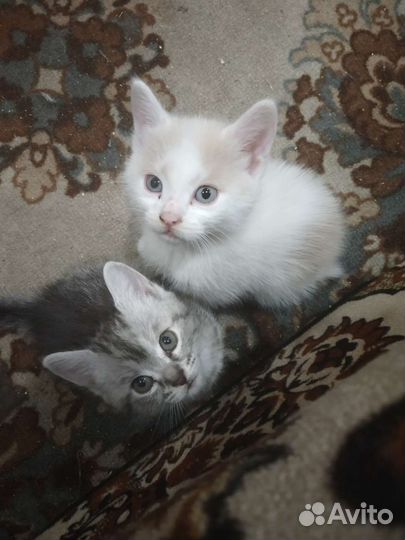 Котята отдам в добрые руки
