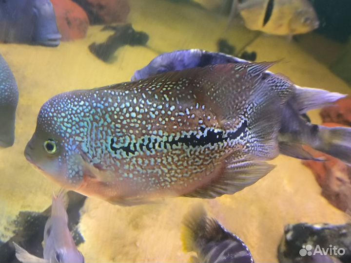 Аквариумные рыбы хорн