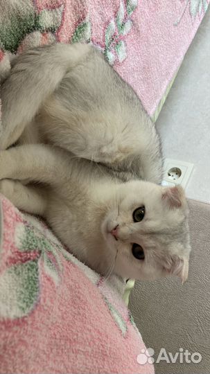 Шотладский кот