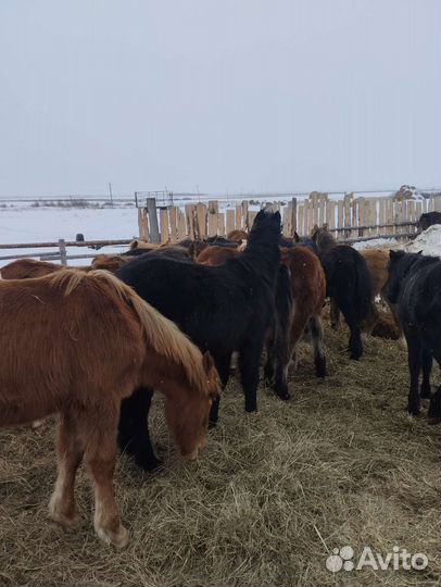 Жеребята полутяж