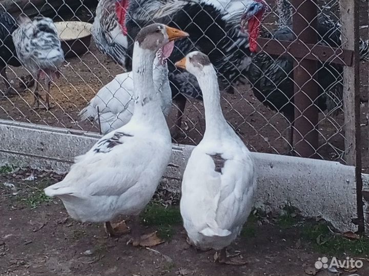 Продам гуся и гусыню