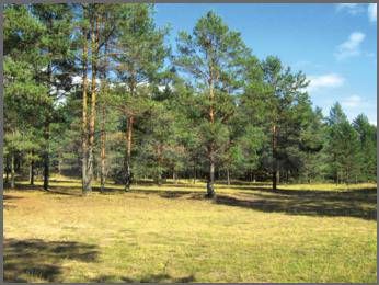 Участок 10 сот. (СНТ, ДНП)