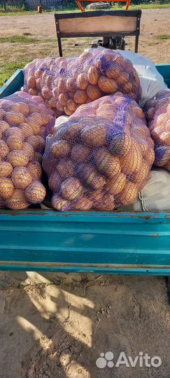 Продам картофель коломбо