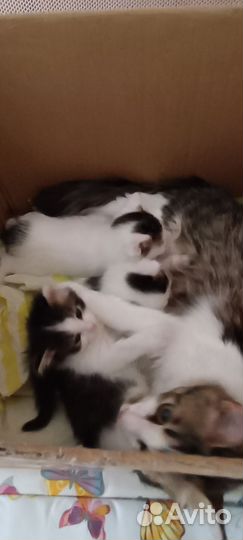 Котята от крысоловов
