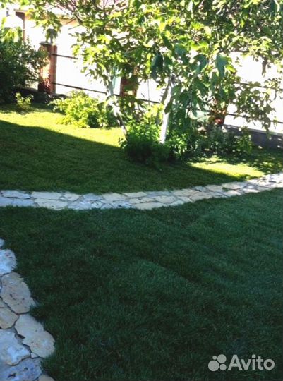 Рулонный газон 