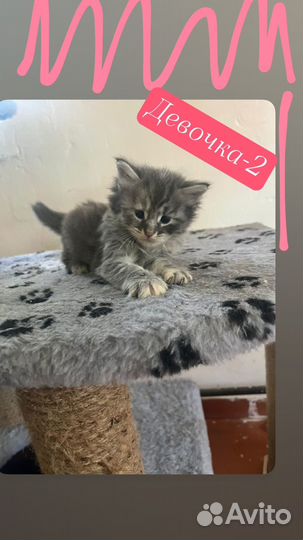 Котята чаузи