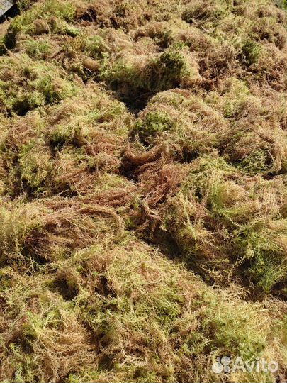 Мох сфагнум под заказ